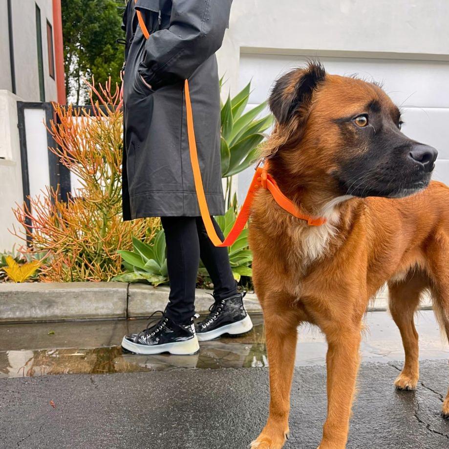 Handsfree-Biothane-Waterproof-Adjustable-Dog-Leash-orange 1