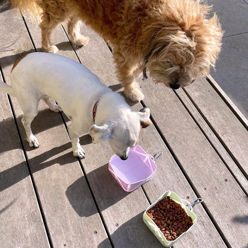 Foldable-Pocket-Size-Pet-Food-and-Water-Bowl-3