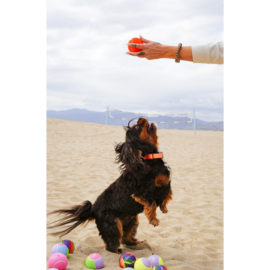 Tennis-Ball-for-Dogs-10