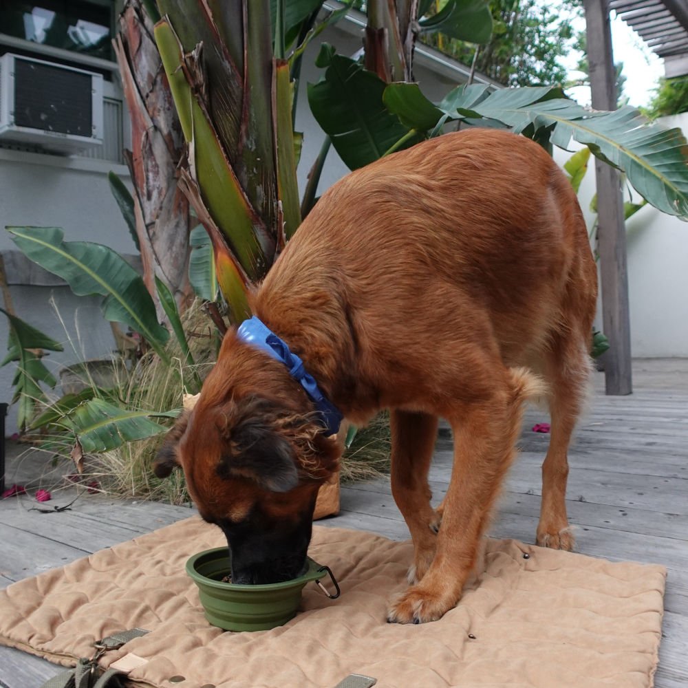 Travel-Collapsible-Pet-Bowl-with-Clip-8