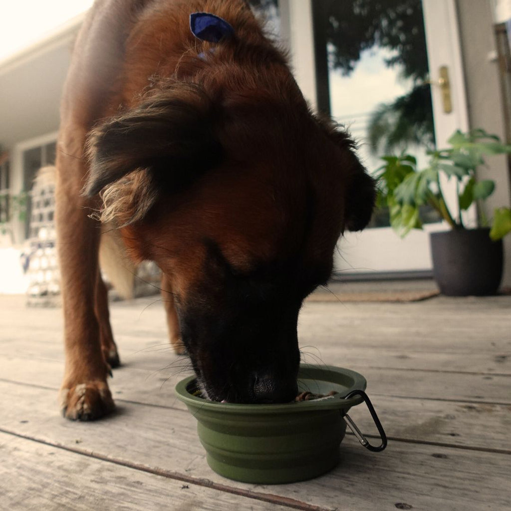 Travel-Collapsible-Pet-Bowl-with-Clip-9